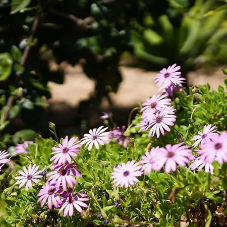 فيلة Casa Pitanga